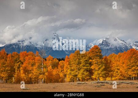 WY04368-00...WYOMING - Autumn colors in an aspen grove along the Snake River in Grand Teton National Park. Stock Photo