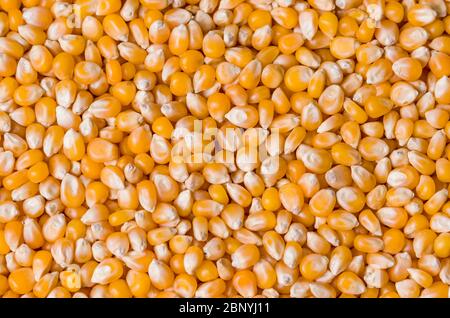 Beautiful pop corn background for various use. Popcorn corn grains in close up. Stock Photo