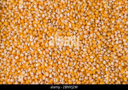 Beautiful pop corn background for various use. Popcorn corn grains in close up. Stock Photo