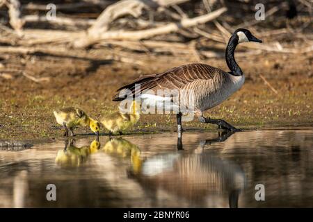 Mother Canadian goose(Branta canadensis) with her goslings Colorado, USA 2020 Stock Photo