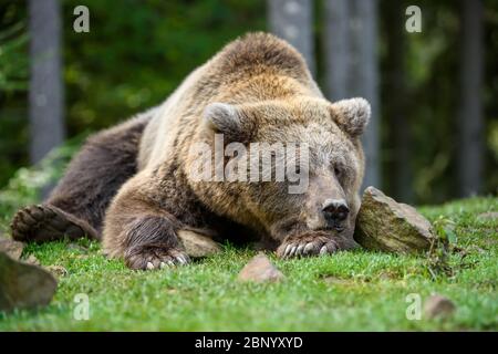 Close-up sleep brown bear portrait. Danger animal in nature habitat. Big mammal. Wildlife scene Stock Photo