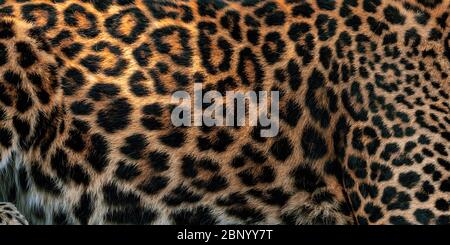 Leopard pattern design. Real fur Skin texture. Animal print pattern tile background Stock Photo