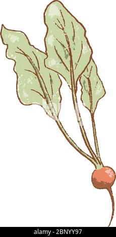 Fresh raw Ripe radish vegetable isolated icon. Spring garden radish. Rareripes. hastings, farm market, Vector illustration. hand-drawn Stock Vector