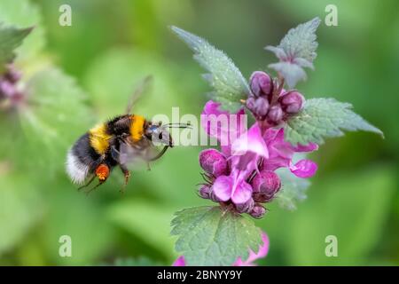 Flying Bumblebee landing to violet flower. Wildlife scene from nature Stock Photo