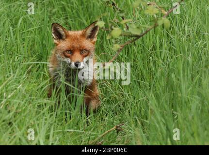 A magnificent hunting wild male Red Fox, Vulpes vulpes, sitting in the long grass watching in springtime.
