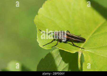 A hunting Dagger Fly, Empis tessellata, perching on a leaf in spring. Stock Photo