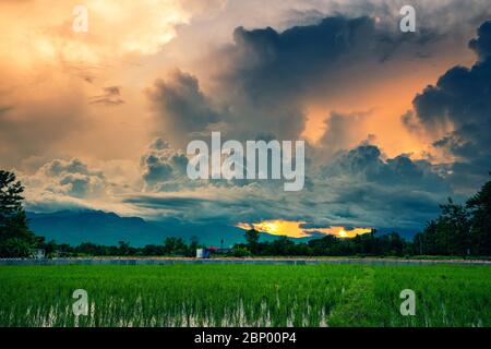Terraced Rice Field in Chiangmai, Thailand Stock Photo