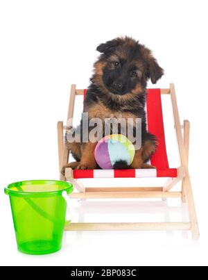 puppy german shepherd in front of white background Stock Photo
