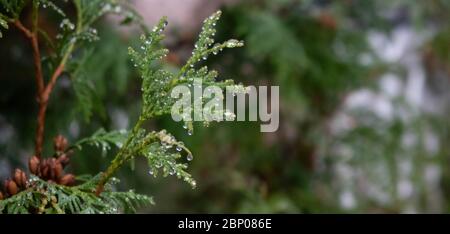 Dew lies on the branches of the thuja in the early foggy morning. Stock Photo