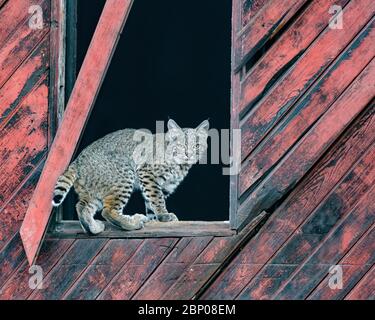 Framed - A young female Bobcat is framed by an old barn window and captured in my camera frame. The intersection of nature and civilization. Stock Photo