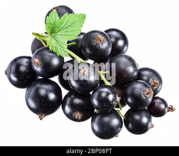 Ripe blackcurrant branch with green leaf on the white background. Macro shot. Stock Photo