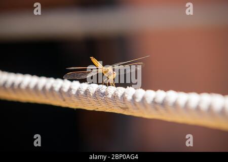 Dragonfly laned on rope in selective focus. Stock Photo