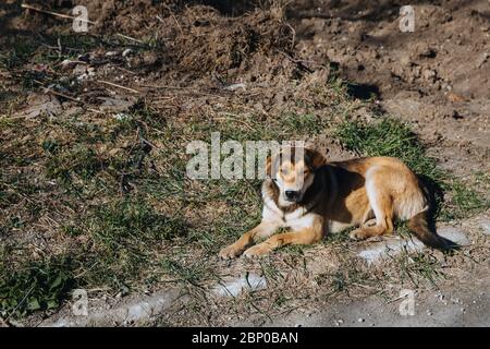 Lonely homeless stray dog is laying at urban road. Stock Photo