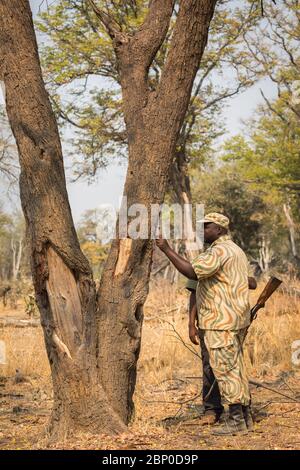 Zambian ranger with rifle on walking safari in South Luangwa National Park Stock Photo
