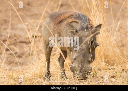 Attentive single warthog grazing in savanna, Zambia Stock Photo