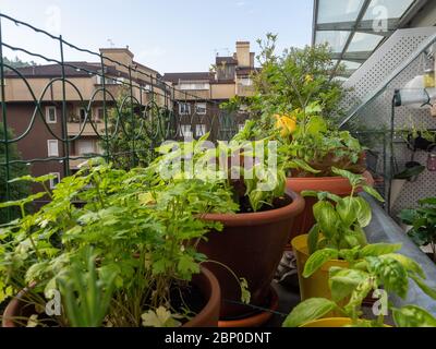 vegetable on balcony home horticulture in urban place, good style in city life Stock Photo