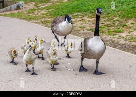 Northampton, UK, 17th May 2020. A pair of Canada Geese out on their morning walk with the family of goslings social distancing on the edge of the lake in Abington Park, Credit: Keith J Smith./Alamy Live News Stock Photo