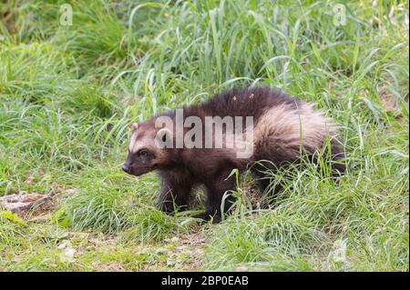 Wolverine walking in vegetation Stock Photo