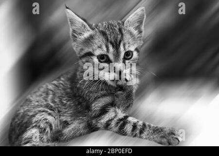 An angry cat of gray parody Attentive, angry, hungry waiting for attention Stock Photo