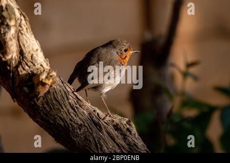 Robin sat on a tree in my garden Stock Photo