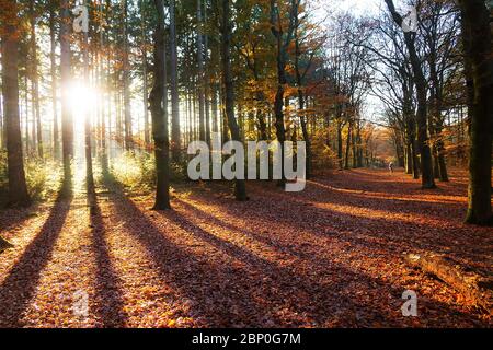 Beautiful morning sunrise in autumn in the Spanderswoud forest in the Netherlands with vibrant colored leaves Stock Photo