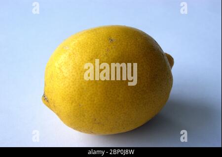 Zitrone Stock Photo