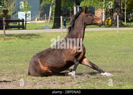 A young brown stallion horse on a horse farm having fun, getting up from rolling in the grass on a warm spring day. Stock Photo