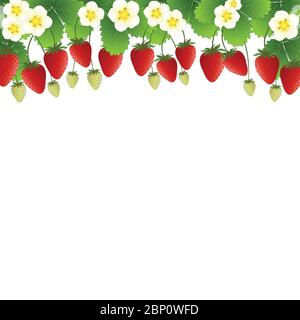 Red Strawberry and Flower Frame on White Background. Vector Illustration. Stock Vector