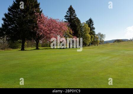 The Craigie Golf Club, Perth, Scotland in spring Stock Photo