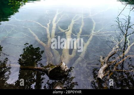 Fallen dead tree submerged in the shallow lake water at Plitvice national park, Unesco world heritage site in Croatia Stock Photo