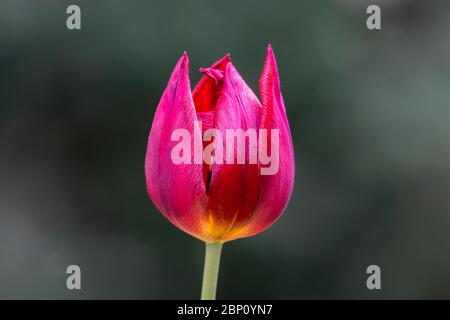 Close up picture of a red tulip isolated with a gray bokeh background Stock Photo