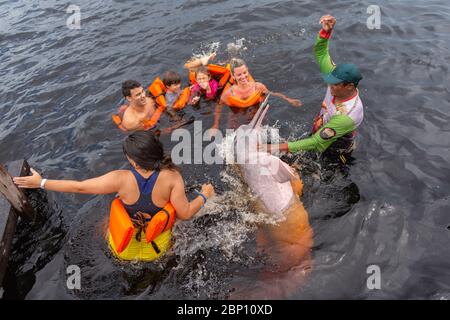 Tourists in swimsuits watching the Feeding of a pink river dolphin (Inia geoffrensis), Amazon River, Manaus, Brazil,Latin America