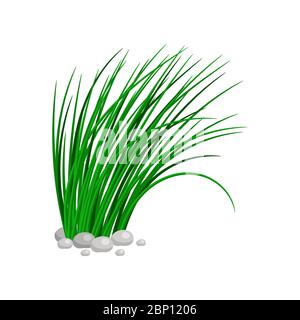 Bush of tall green grass isolated on white background. vector illustration Stock Vector