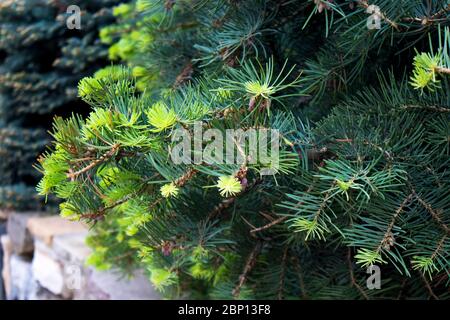 Green pine branches with small buds on a sunny spring day. The blue spruce, green spruce, white spruce, or Colorado blue spruce, with the Latin name P Stock Photo