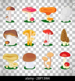 Edible mushrooms and toadstools illustration set isolated on transparent background Stock Vector