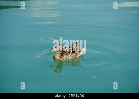 Female Duck floating on the lake in the spring of 2020. Stock Photo