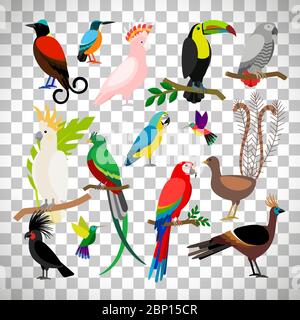 Exotic tropical birds isolated on transparent background. Bird art vector elements Stock Vector