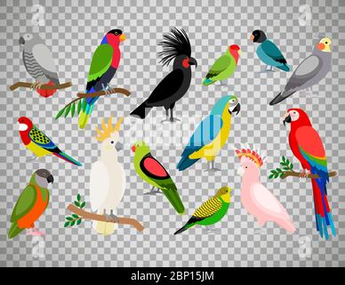 Tropical parrot set with colored feathers and wings. Vector cartoon parrots isolated on transparent background Stock Vector