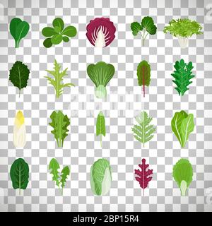 Green salad leaves. Vector vegetarian healthy food leaf set isolated on transparent background Stock Vector