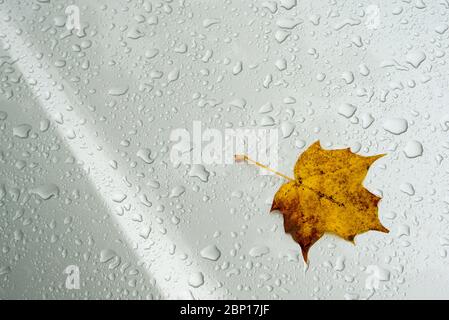 One brownish yellow leaf on wet metal surface Stock Photo