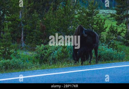 one bison walk on the road in early morning in Yellowstone National park,usa. Stock Photo