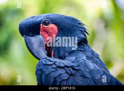 Palm Cockatoo Having a Stratch Stock Photo