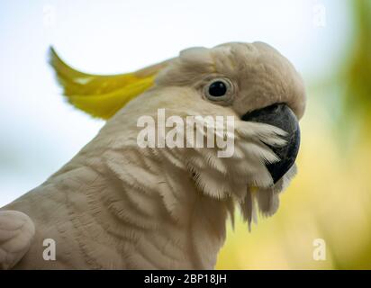 Face of a White Cockatoo Stock Photo