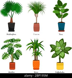 Dracaena Plant or Yucca Tree, An Illustration Collection of Landscaping  Tree Symbols or Isometric Trees and Plants for Garden De Stock Vector Image  & Art - Alamy