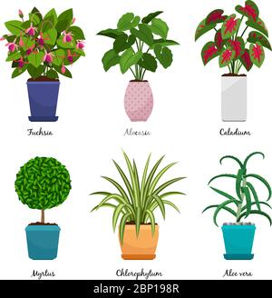 Cartoon houseplants isolated on white background. Indoor decorative house plants in pots vector illustration. Fuchsia and Myrtus, Aloe vera and Alocasia Stock Vector