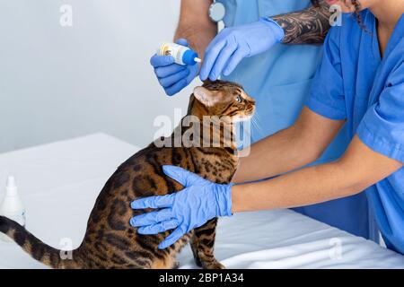 Ear infection treatment for cats. Vet doctors using drops on their patient in animal clinic, close up Stock Photo