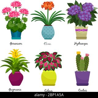 Indoor garden plants and fresh flowers isolated on white background. House growing potted houseplants set for greenhouse design. Geranium and Hydrangea, Coleus and Cactus, vector illustration Stock Vector