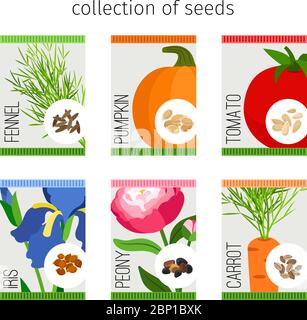 Seeds collection in package. Tomato and fennel, pumpkin and iris, peony and carrot seeds for garden. Vector illustration Stock Vector