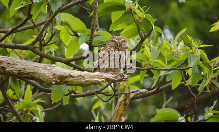 Little owl in Wanstead Flats Stock Photo