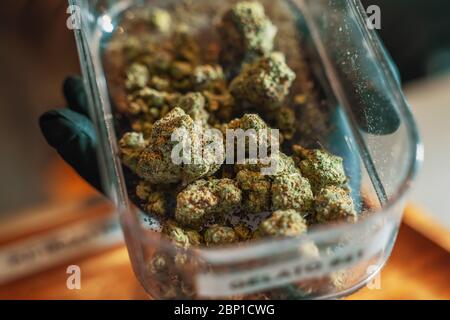 Marijuana or Cannabis flower buds in box of seller hand in Coffeeshop, close up. Stock Photo